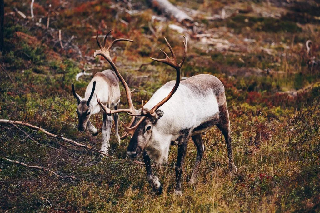 FORSKNING